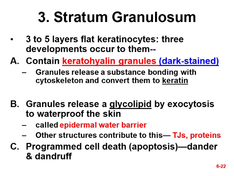 6-22 6-22 3. Stratum Granulosum 3 to 5 layers flat keratinocytes: three developments occur